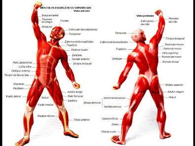 Sistema Muscular - Resumo// Aula completa