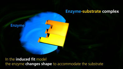 Enzyme Function | University Of Surrey