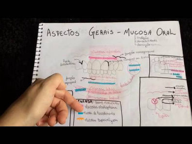 Mucosa Oral