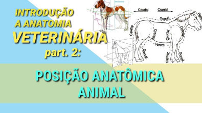 Introd à Anatomia Veterinária part 2: POSIÇÃO ANATÔMICA ANIMAL | #estudeveterinario