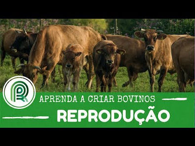 Aprenda a criar bovinos - Aula 1: reprodução