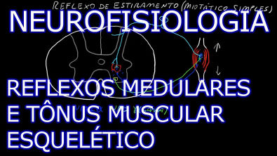 Neurofisiologia - Reflexos Medulares e Tônus [Teoria da Medicina]