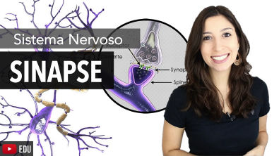 Sistema Nervoso 6/6: Sinapses Químicas e Elétricas | Anatomia e etc