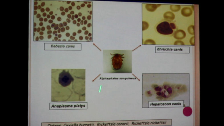 VETScience Seminários TECSA - Hematologia Veterinária - Dra. Mitika Kuribayashi Hagiwara