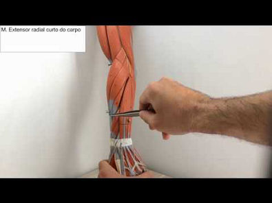 Sistema muscular: Músculos posteriores do antebraço _ Aula Prática 6