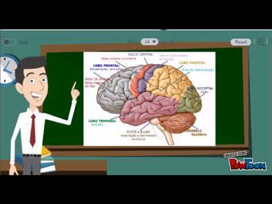 vídeo aula 1 neuroanatomia