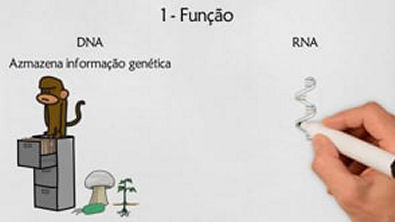 Diferenças entre o DNA e RNA 6 Principais diferenças Video Animado