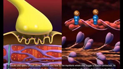fisiologia da contração muscular 3D