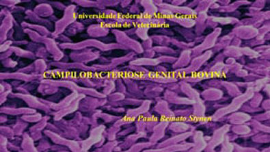 compilobacteriose bovins
