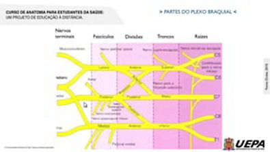 03 3 - Nervos Espinhais - Plexo Cervicobraquial