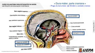 05 2 - Meninges