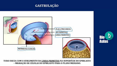gastrulação