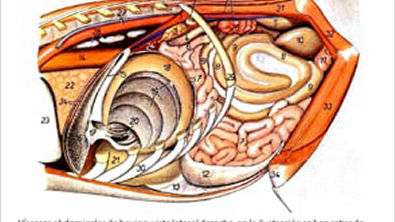 Sistema digestivo postdiafragmatico del equino