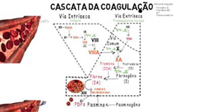 hemostasia final