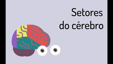 Setores do cérebro