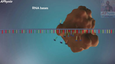 Mecanismo de replicação do DNA, em 3D