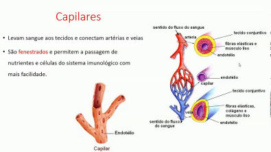 Anatomia Veterinária - Vasos sanguíneos e sistema linfático