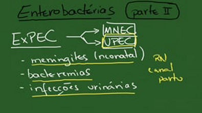 Enterobacterias 2- Escherichia coli - Resumo - Microbiologia