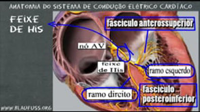 Anatomia do sistema de condução elétrico cardíaco e Ritmo sinusal[1]