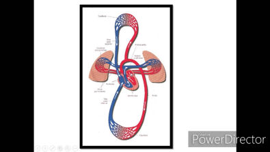 Anatomia do sistema circulatório - Medicina Veterinária