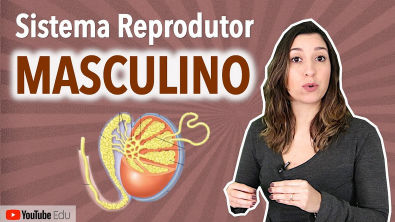 Sistema Reprodutor Masculino | Anatomia etc