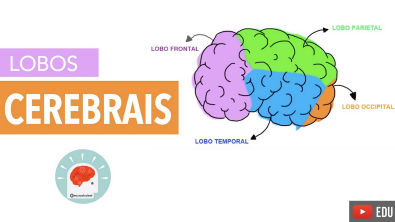 Sistema Nervoso: Lobos Cerebrais com Neurostudent | Anatomia e etc