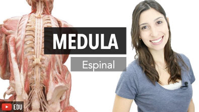 Sistema Nervoso 3/6: Medula Espinal | Anatomia e etc