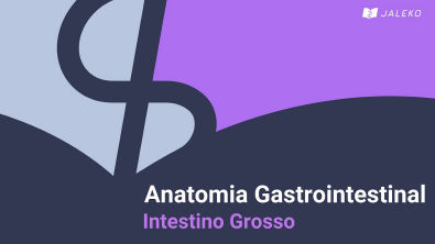 Anatomia gastrointestinal - Intestino grosso