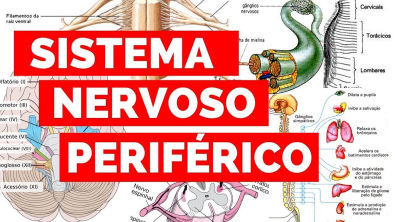 SISTEMA NERVOSO PERIFÉRICO | Estude Veterinário