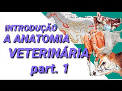 Introdução à Anatomia Veterinária part 1 - #estudeveterinario