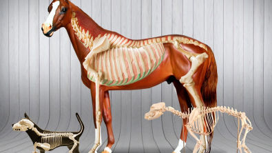 Anatomia Veterinária - Osteologia e Miologia de Animais Domésticos - VET Profissional