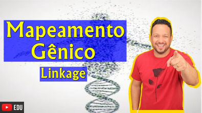 Mapeamento Gênico - Linkage ou Genes Ligados - Genética