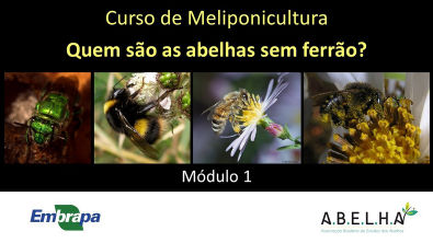 Curso de meliponicultura - Parte 1 - Quem são as abelhas sem ferrão?