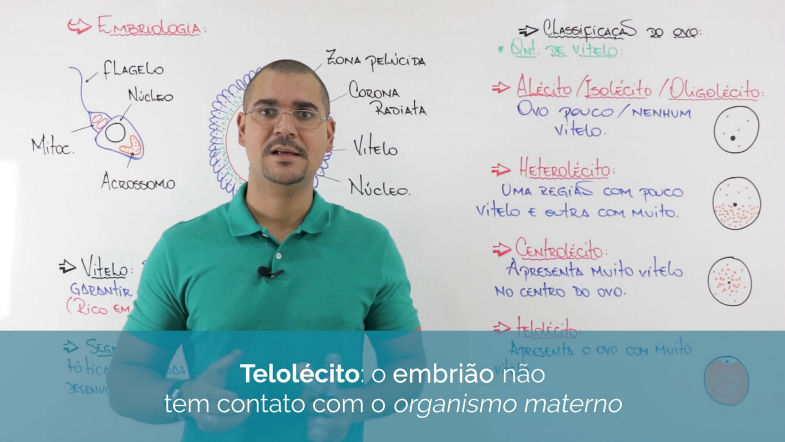 Introdução à Embriologia: Tipos de Ovos | Biologia