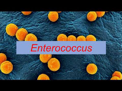 Microbiologia Médica - Enterococcus