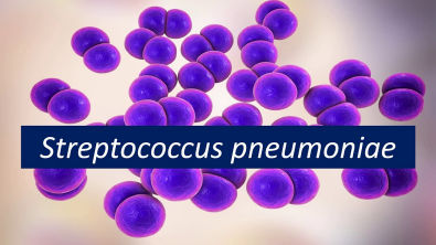 Microbiologia Médica: Streptococcus pneumoniae