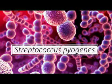 Microbiologia Médica: Streptococcus pyogenes