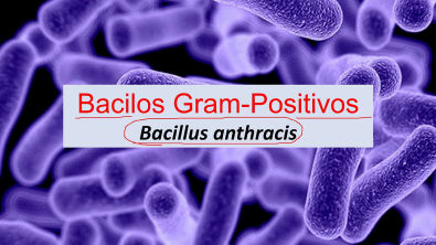 Microbiologia Médica: Bacillus anthracis - Bacilos Gram Positivos
