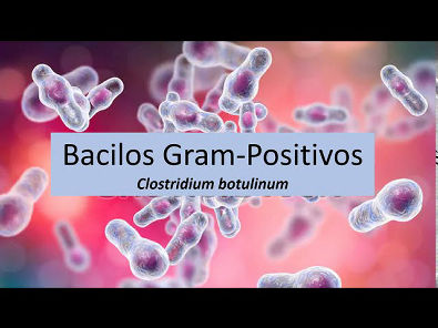 Microbiologia Médica: Clostridium botulinum - Bacilos Gram Positivos