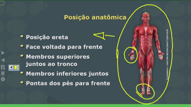 Tema 02 - Posição anatômica e fatores gerais de variação anatômica ...
