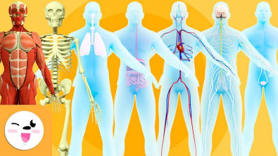 Sistemas do Corpo Humano para crianças - O sistema ósseo, muscular, nervoso, respiratório,