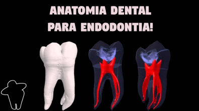 Anatomia Dental Aplicada à Endodontia - Resumo - Material Complementar