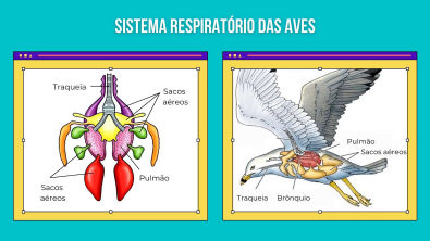 Sistema respiratório das aves