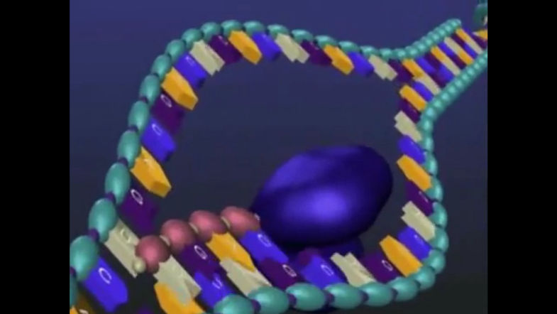 Trancrição do DNA - Animação