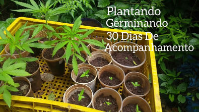 Germinando E Plantando Cannabis Sementes De Maconha Feminizadas Acompanhamento #52 ( GORDÃO THC )