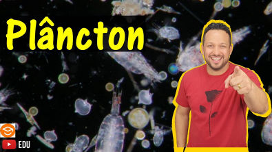 Plâncton - Fitoplâncton e Zooplâncton - Holoplâncton e Meroplâncton - Comunidades Aquáticas Ecologia