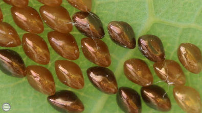 Ovos de Percevejo - Família Coreidae - Biologia