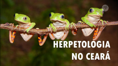 Live - Herpetologia no Ceará