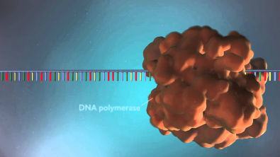 Replicação do DNA - 3D