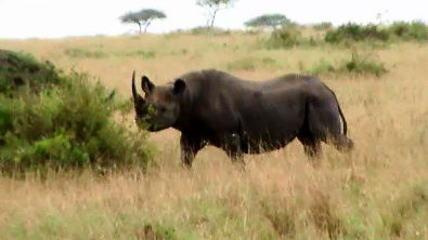 Black Rhino, Maasai Mara